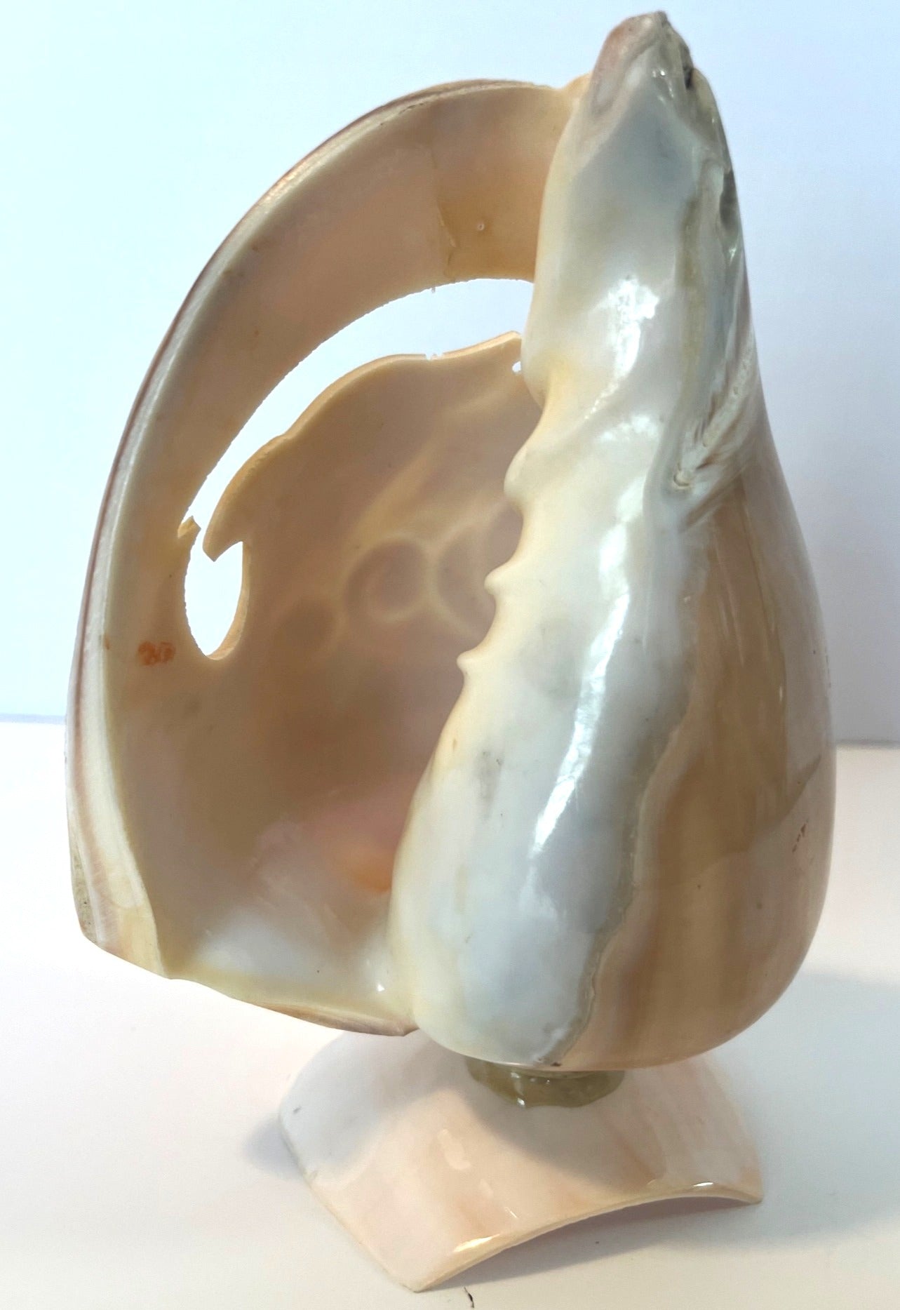 Hand-Carved Dolphin Design Seashell Art Sculpture On Stand 6.75" tall